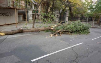 В Одессе из-за непогоды произошел деревопад