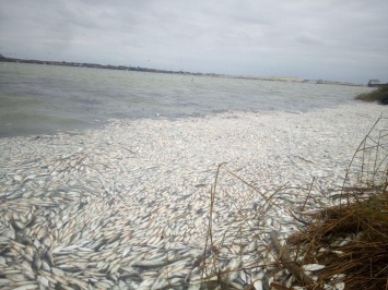 На Херсонщине обнаружили место с массово погибшей рыбой