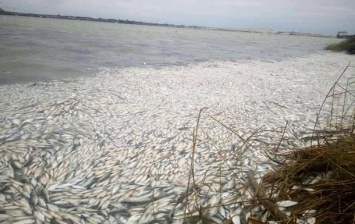 На Херсонщине произошел массовый мор рыбы в Днепре