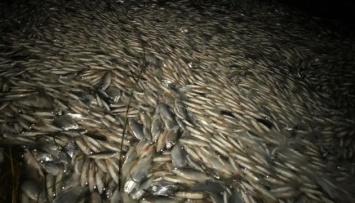 На Херсонщине погибло свыше 2 миллионов особей рыбы