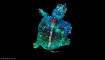 Удивительные фото под микроскопом: От эмбриона черепахи до личинки комара
