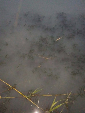 Жители левого берега зафиксировали очередной выброс в озеро Курячье (ФОТО)