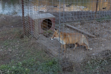 В Луганске у «Ночных волков» в зоопарке мучаются лиса и барсук