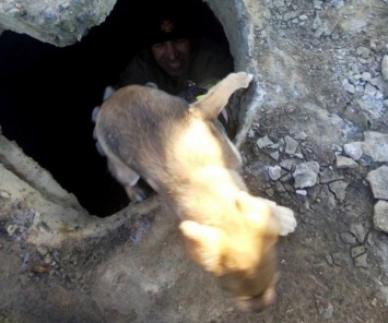 В Теплодаре вытащили собаку из канализационной шахты