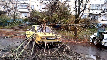 В Никополе на желтый ВАЗ-2101 упала большая ветка