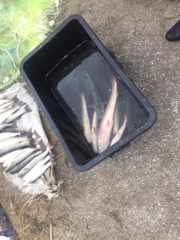 На Бердянской косе браконьер наловил рыбы на 120 тысяч гривен