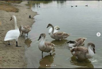 Грациозные лебеди на северодонецком озере Чистое. ФОТО