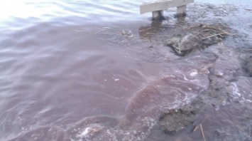 Пахучий ручеек: в Днестровский лиман слили отходы винного производства (видеофакт)