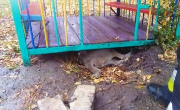 В Днепре собака застряла под железным домиком на территории детского сада (ФОТО)