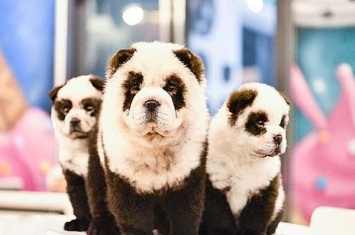 Владелец кафе в Китае превратил собак в панд (видео)