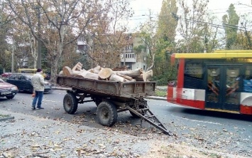 Жители Одессы обеспокоены варварской вырубкой платанов