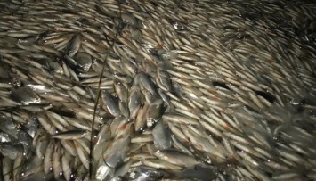 Гибель рыбы на Херсонщине: глава ОГА не исключает диверсию