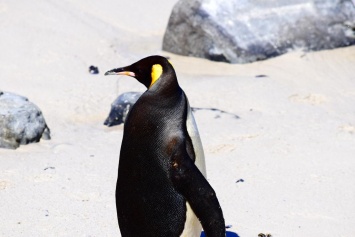 Королевские пингвины добрались до Африки