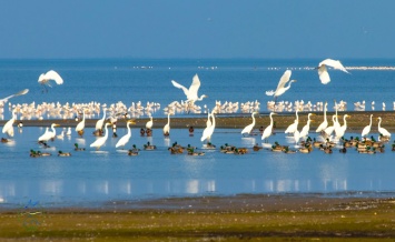 Северные гуси и лебеди заменили улетевших из Одесской области в теплые края цапель