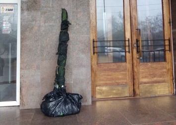Николаевской «Могилянке» ночью вернули два украденных несколько дней назад дерева (ФОТО)