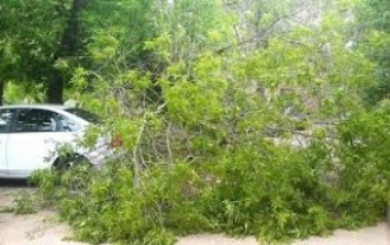 В центре Мелитополя водитель врезался в дерево