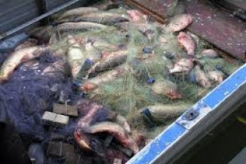 Браконьеры, наловившие десятки килограммов рыбы, ушли от ответственности