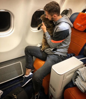 Курьез в аэропорту: слишком толстого кота не пустили на борт самолета
