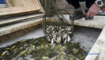 В Южный Буг выпустили 300 тысяч мальков «травоядных» рыб