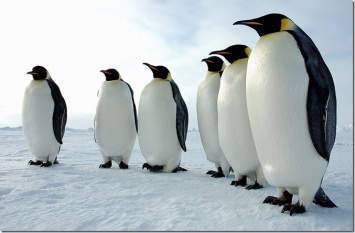 Императорские пингвины могут вымереть к концу столетия