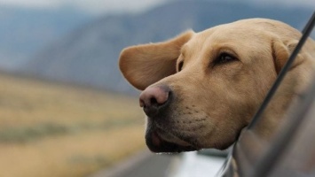 Самые опасные и агрессивные породы собак: топ 10 (Фото)
