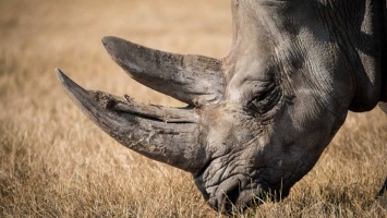 Ученые создали искусственный носорожий рог