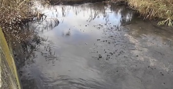 Опасное маслянистое пятно обнаружено в камышах на реке Ингуле в Николаеве
