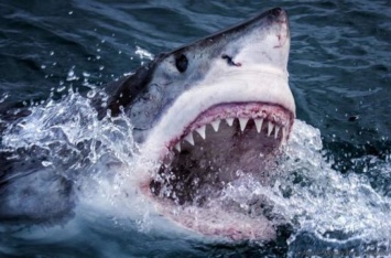 Рыбаки в желудке акулы обнаружили мужчину