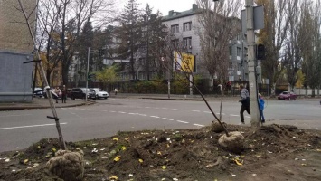 В центре Днепра высаживают деревья