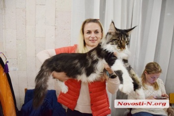 В Николаеве прошла выставка кошек. ФОТО