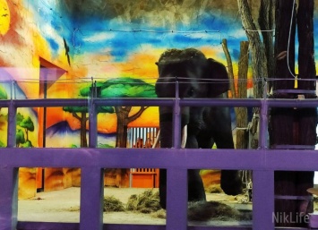 Венгрия передала Николаевскому зоопарку двух слонов