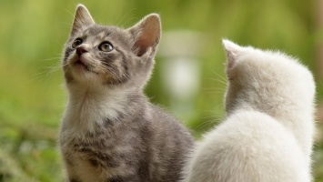 Ученые рассказали, почему кошки кажутся нам высокомерными