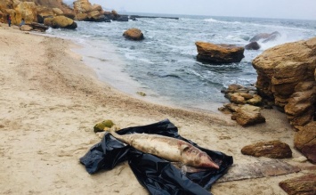 На пляжи Одессы вынесло мертвых дельфинов