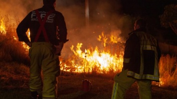 Более 60 лесных пожаров в Австралии убили троих людей и 350 коал
