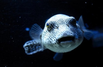 Токсин рыбы фугу оказался защитой от стресса