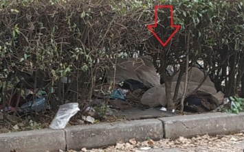 Херсонцы жалуются на зловонных бездомных в кустах