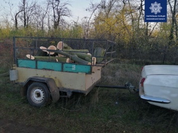 Браконьеров-пильщиков, которые промышляли возле Галициново, задержала полиция