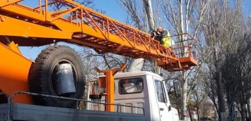 В центре Николаева коммунальщики обрезают деревья, - ФОТО