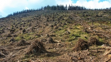 Лес в смартфоне - Гончарук объявил о запуске новой инициативы