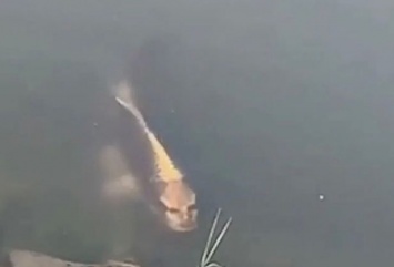 В интернет попало видео рыбы с человеческим лицом