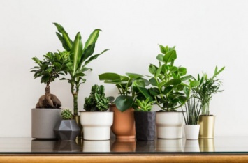 Сколько растений нужно в комнате, чтобы полностью очистить воздух