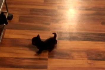 В США родился котенок-мутант с двумя носами и четырьмя глазами: видео