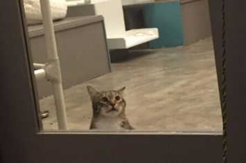 В приюте Техаса кота заперли в «одиночной камере» за то, что он выпускал других кошек на волю (ФОТО, ВИДЕО)
