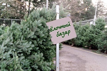 Стали известны цены на елки к Новому году