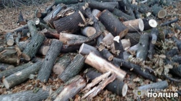 Добропольские правоохранители задокументировали незаконную вырубку деревьев