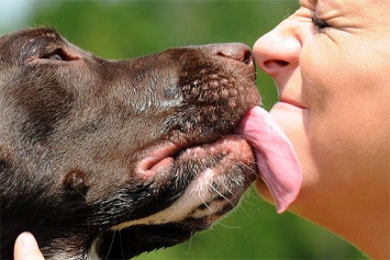 Запорожцам рассказали, почему целовать домашних животных может быть смертельно опасно