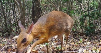 В лесах Вьетнама удалось заснять животное, которое никто не видел с прошлого тысячелетия
