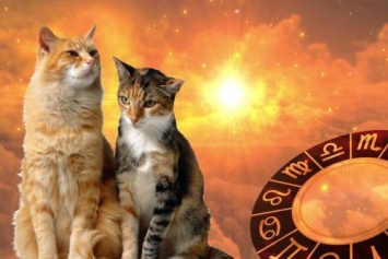 Кошки-талисманы: Какая порода принесет счастье каждому Зодиаку
