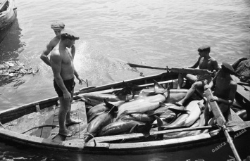 Убитые ради жира: история кровавого дельфиньего промысла в Черном море (фото)
