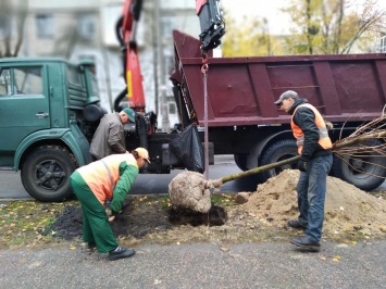 В Киеве внедряют компенсационную высадку деревьев при ремонтах дорог